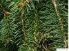 spruce cone (Picea abies 'Acrocona') needle