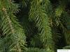 spruce cone (Picea abies 'Acrocona') needles