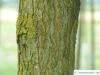 street black locust (Robinia pseudoacacia 'Monophylla') trunk / bark