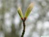 striped maple (Acer pensylvanicum) budding in spring
