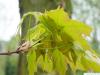 sugar maple (Acer saccharum) budding