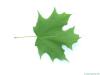 sugar maple (Acer saccharum) leaf underside 