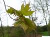 sugar maple (Acer saccharum) leaves in spring