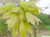 sugar maple (Acer saccharum) leaves