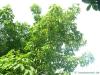 sunrise horsechestnut (Aesculus x neglecta 'Erythroblastos') tree