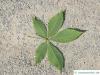 sunrise horsechestnut (Aesculus x neglecta 'Erythroblastos') leaf underside