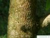 sunrise horsechestnut (Aesculus x neglecta 'Erythroblastos') trunk / bark