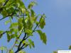 swamp white oak (Quercus bicolor) budding