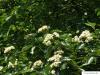 swedish whitebeam (Sorbus intermedia) flowers
