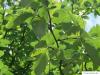 swedish whitebeam (Sorbus intermedia) leaves