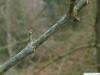 texas ash (Fraxinus texensis) axial bud
