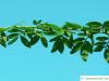 thorn-elm (Hemiptelea davidii) branch with leaves