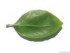 tupelo (Nyssa sylvestris) leaf underside