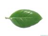 tupelo (Nyssa sylvestris) leaf