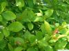 tupelo (Nyssa sylvestris) leaves