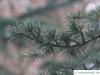 turkish cedar (Cedrus libani subsp. stenocoma) branch