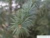 turkish cedar (Cedrus libani subsp. stenocoma) needles