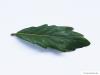 turners oak (Quercus turneri 'Pseudoturneri') leaf