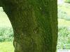 turners oak (Quercus turneri 'Pseudoturneri') trunk / bark