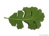 valley oak (Quercus lobata) leaf underside