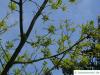 vine-leaved maple (Acer cissifolium) blossom