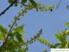 vine-leaved maple (Acer cissifolium) blossoms