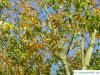 vine-leaved maple (Acer cissifolium) leaves in autumn