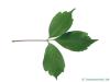 vine-leaved maple (Acer cissifolium) leaf