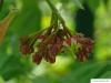 vine maple (Acer circinatum) flower