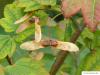 vine maple (Acer circinatum) fuit in autumn