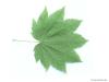 vine maple (Acer circinatum) leaf underside