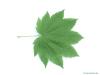 vine maple (Acer circinatum) leaf