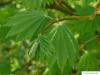 vine maple (Acer circinatum) leaves in summer