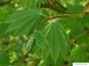 vine maple (Acer circinatum) leaves in summer