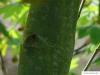 vine maple (Acer circinatum) trunk / bark