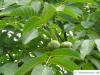 common walnut (Juglans regia) leaves and fruits