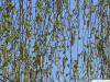 white birch (Betula pendula) budding in spring