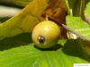 whitebeam (Sorbus aria) fruit / apple