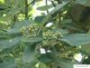 whitebeam (Sorbus aria) fruit