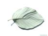 whitebeam (Sorbus aria) leaf underside