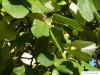 whitebeam (Sorbus aria) leaves