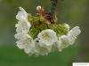 wild cherry (Prunus avium) flower