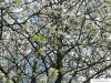 wild cherry (Prunus avium) flowers