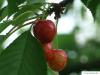 wild cherry (Prunus avium) friut / cherry