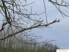 wych elm (Ulmus glabra) buds