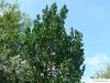 wych elm (Ulmus glabra) crown in summer