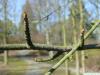 yellow birch (Betula alleghaniensis) branch in winter