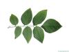 yellowwood (Cladrastis kentukea) leaf underside