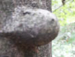 tuber at bark of beech