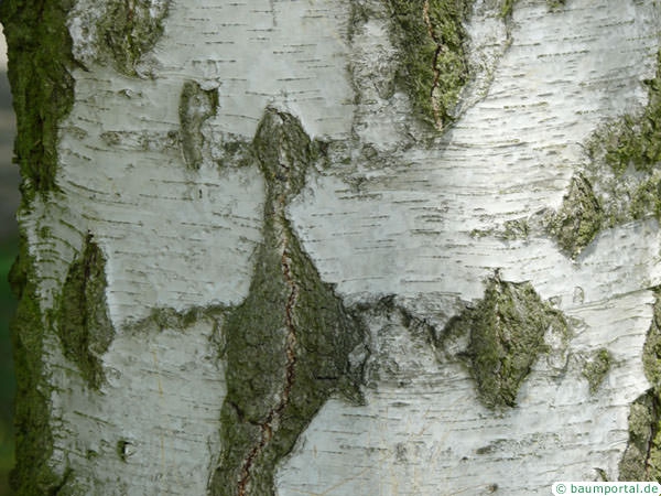white birch (Betula pendula) the trunk is white and black